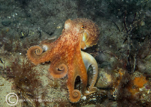 Lesser or curled octopus.
Trefor Pier, N. Wales.
D3 60mm. by Mark Thomas 